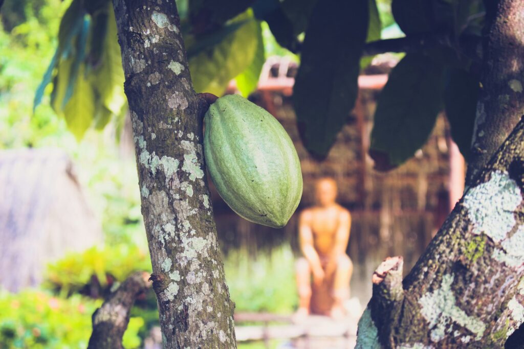 hoe ziet een cacaoboom eruit
