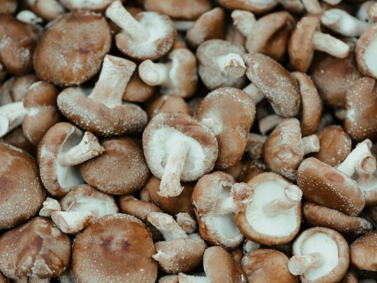 shiitake