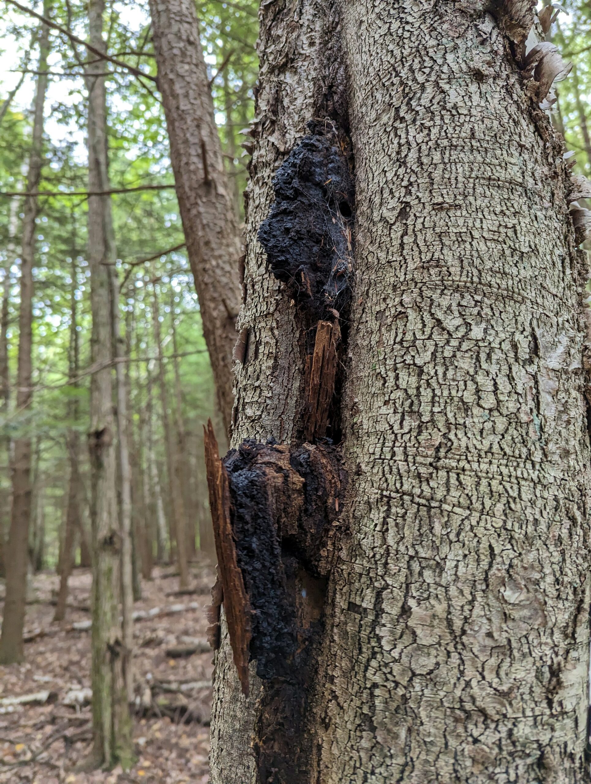 Chaga